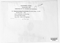 Gymnotelium blasdaleanum image